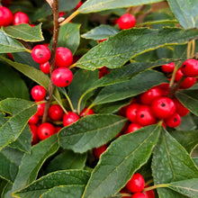 Load image into Gallery viewer, Ilex verticillata &#39;Berry Poppins®&#39; - Berry Poppins® Winterberry
