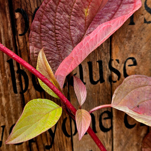 Cornus alba 'ByBoughen' - Neon Burst™ Dogwood