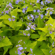 Load image into Gallery viewer, Brunnera &#39;Diane&#39;s Gold&#39; - Diane&#39;s Gold Siberian Bugloss
