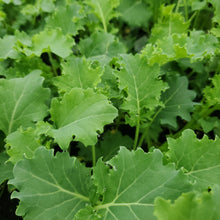 Load image into Gallery viewer, Kale - Blue Scotch Curled
