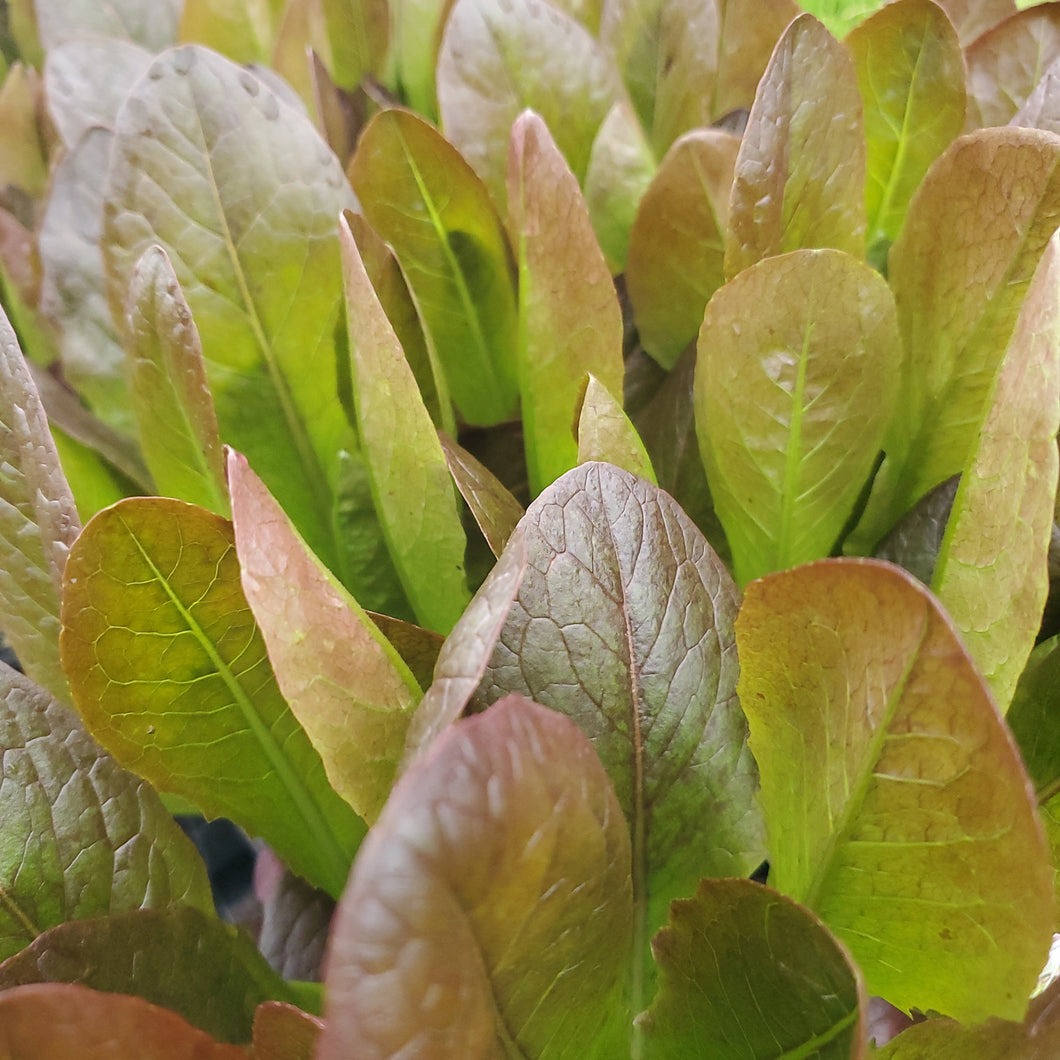 Lettuce - Thurinus (Red Romaine)