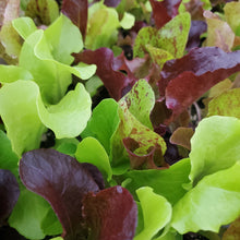 Load image into Gallery viewer, Lettuce - Mesclun Mix
