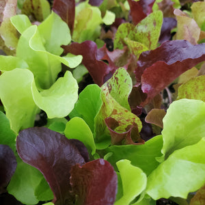 Lettuce - Mesclun Mix