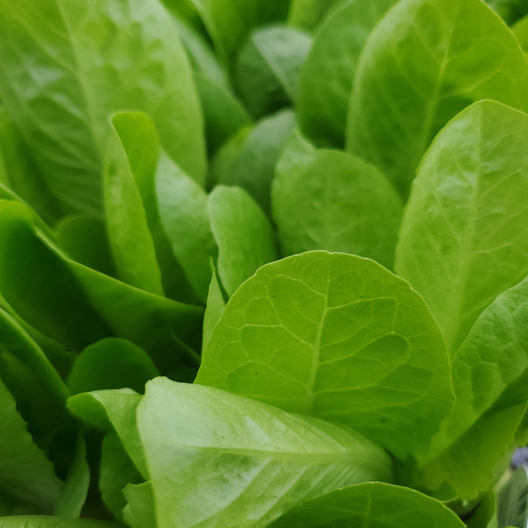 Lettuce - Romaine - Certified Organic