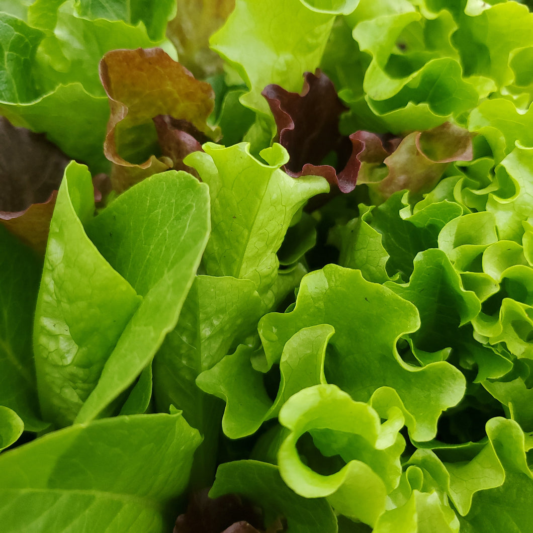 Lettuce - Mix - Certified Organic