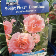 Load image into Gallery viewer, Dianthus Scent First® Romance
