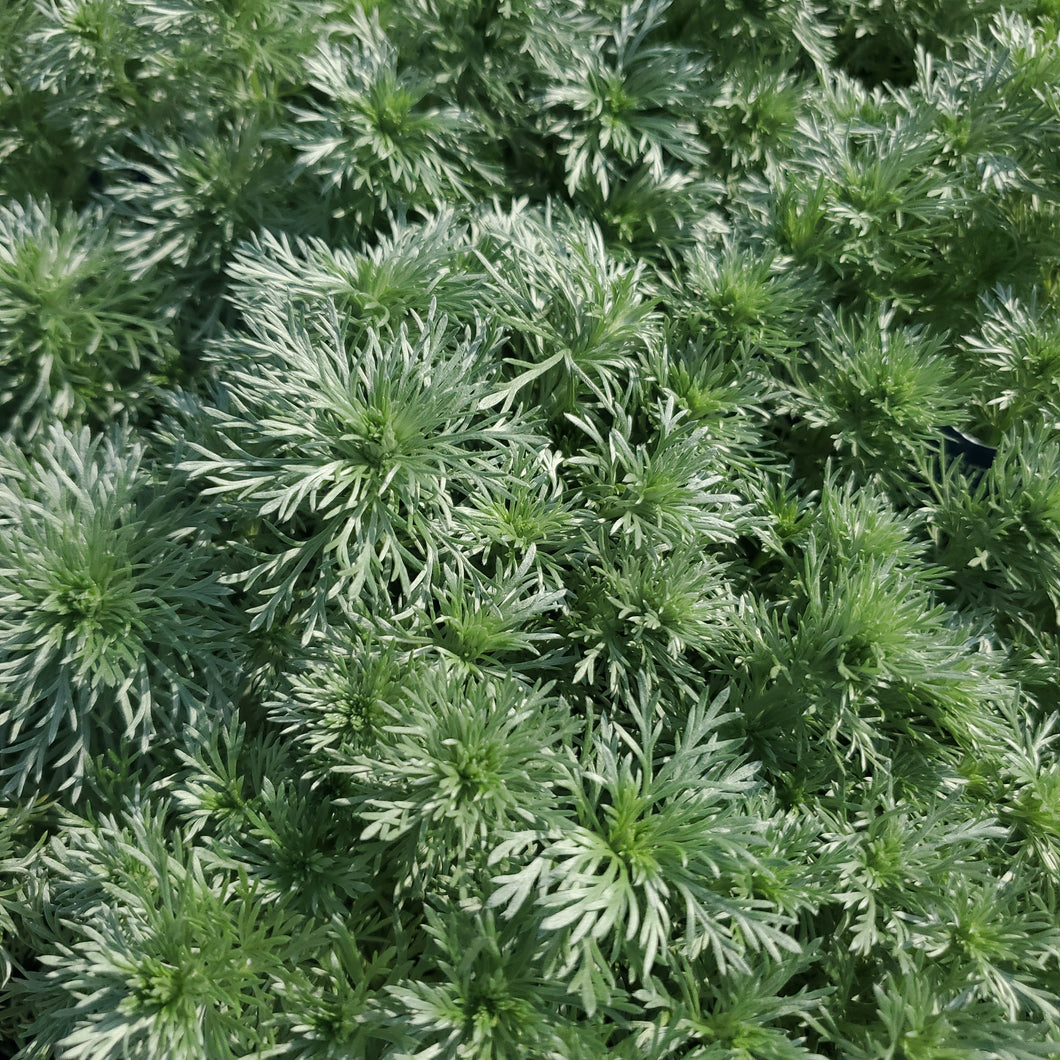 Artemisia schmidtiana 'Nana' - Silver Mound