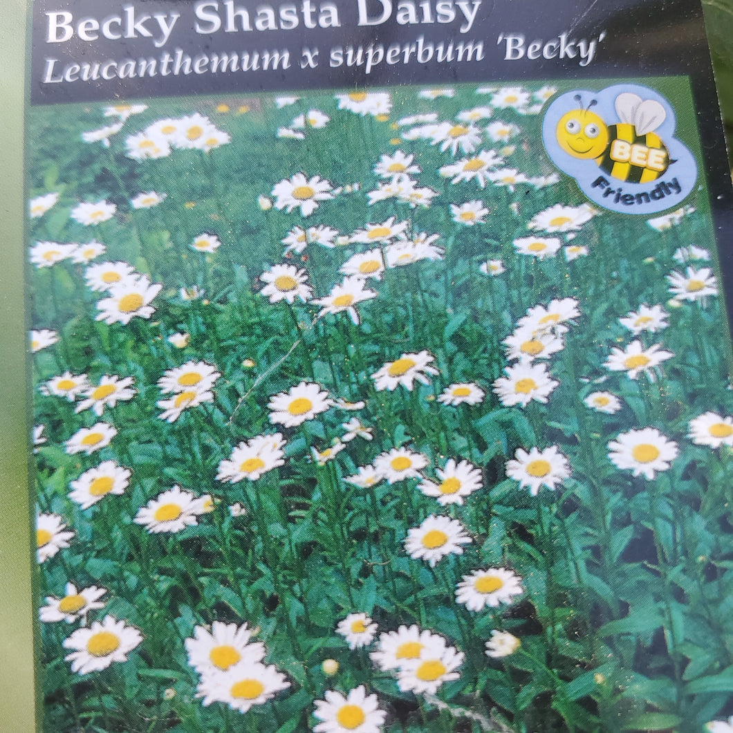 Leucanthemum Becky - Shasta Daisy