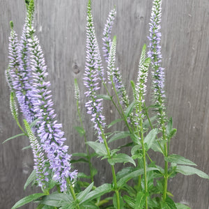 Veronica hybrid - Magic Show® 'Ever After' Spike Speedwell