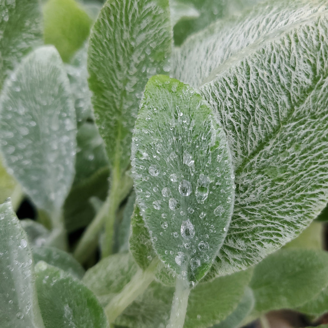 Stachys Byzantina (Fuzzy Wuzzy)