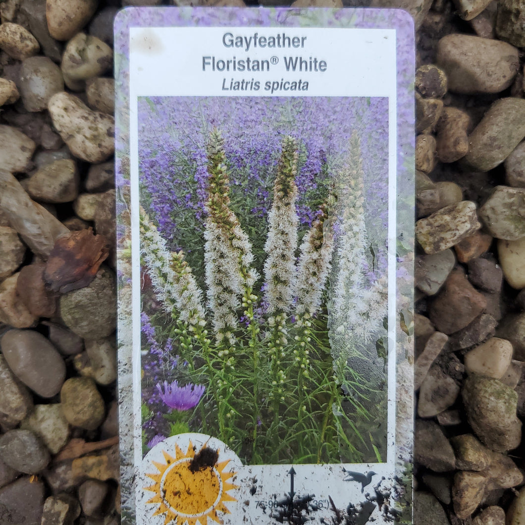 Liatris 'Floristan White' - Floristan White Blazing Star