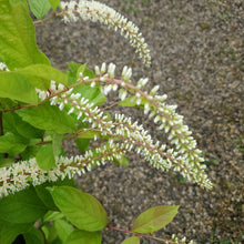 Load image into Gallery viewer, Itea virginica &#39;SMNIVDFC&#39; USPP - Scentlandia® Sweetspire
