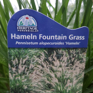 Pennisetum alopecuroides 'Hameln' - Hameln Fountain Grass