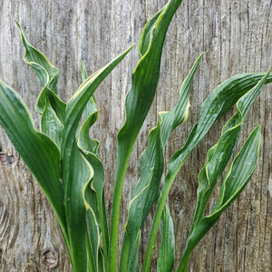 Hosta 'Praying Hands'