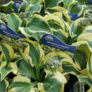 Hosta 'Mini Skirt' (Miniature)