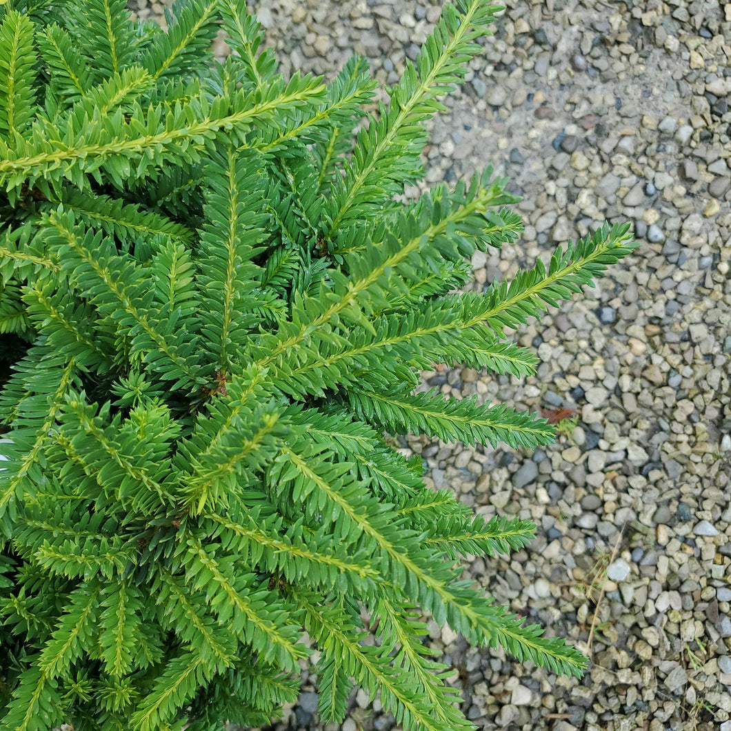 Taxus cuspidata 'Emerald Spreader' - Emerald Spreader Japanese Yew