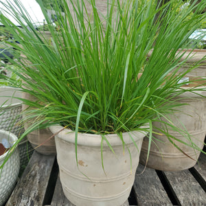 Pennisetum alopecuroides 'Foxtrot' - Foxtrot Fountain Grass