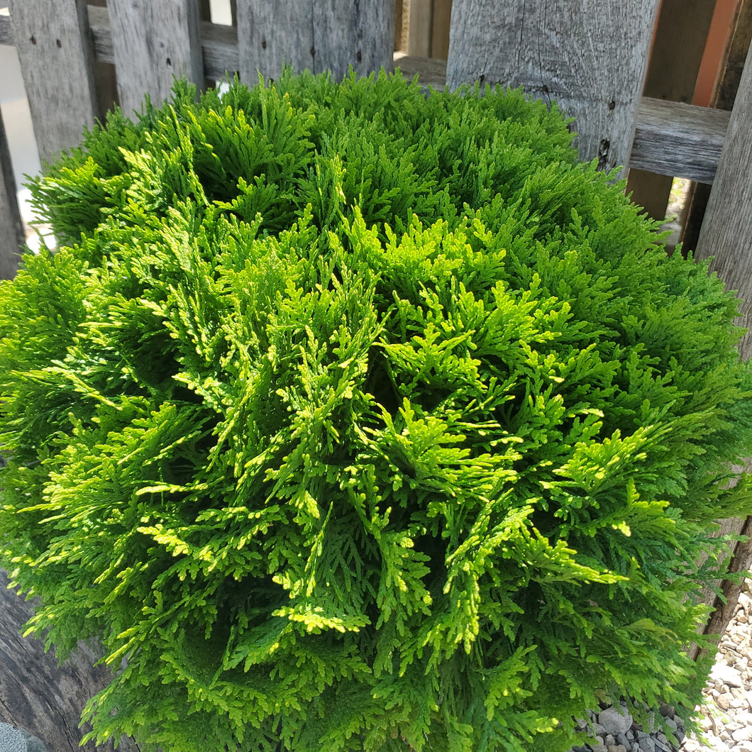Thuja occidentalis 'Danica’ - Danica Globe Cedar