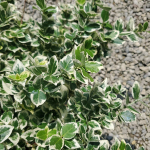 Euonymus fortunei 'Alban' - White Album Wintercreeper