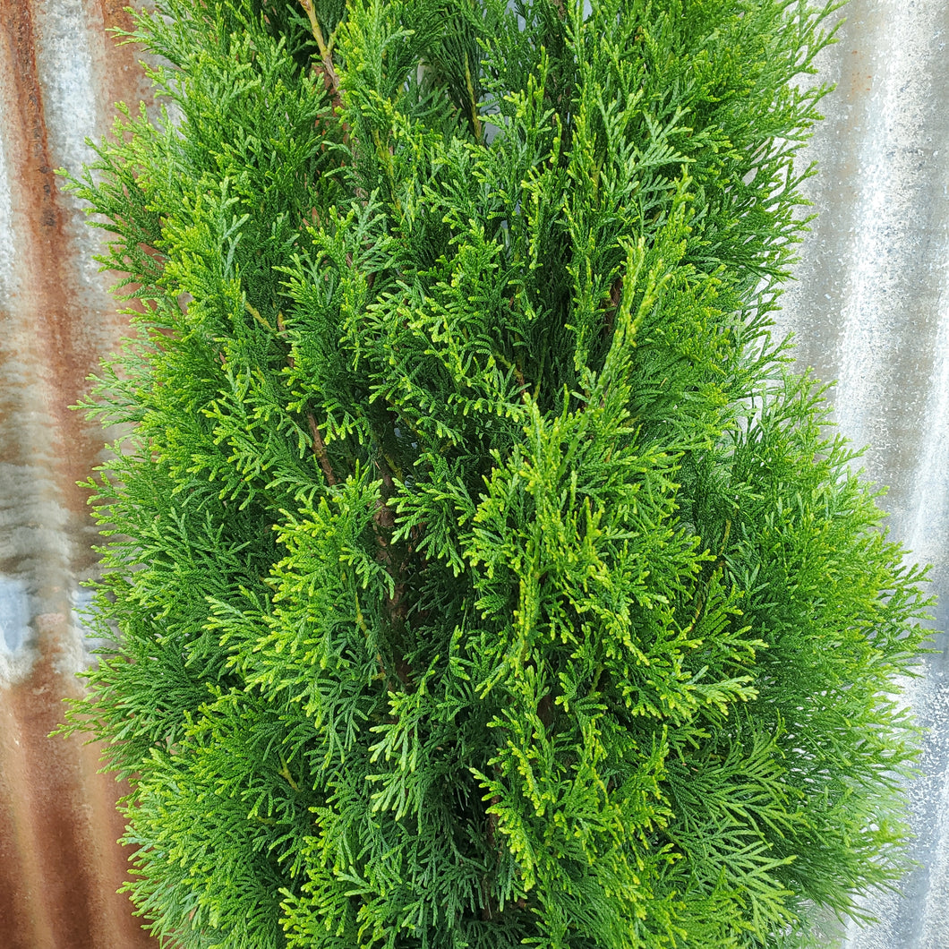 Thuja occidentalis 'Smaragd' - Emerald Cedar