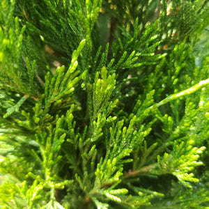 Juniperus chinensis 'Spartan' - Spartan Juniper