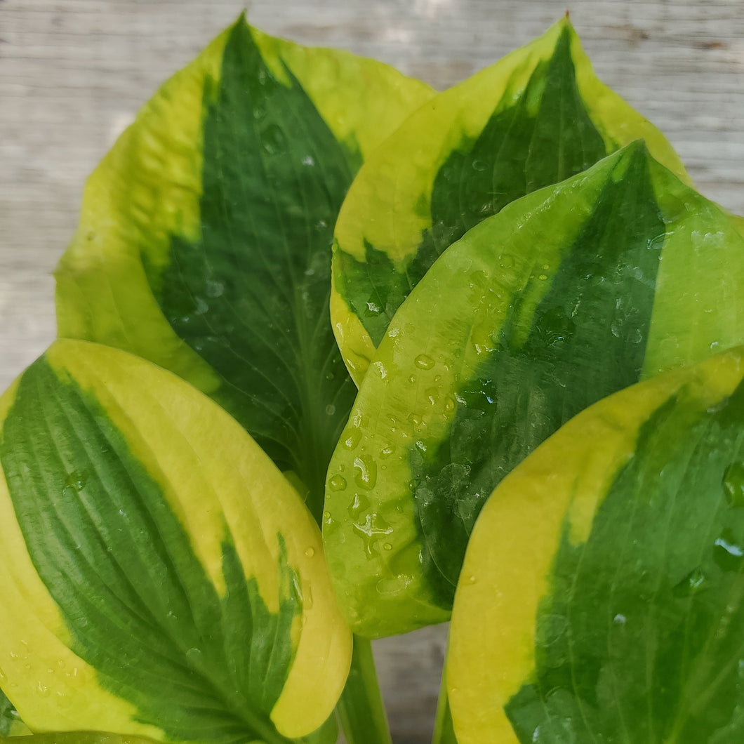 Hosta 'Glad Rags' - Glad Rags Hosta