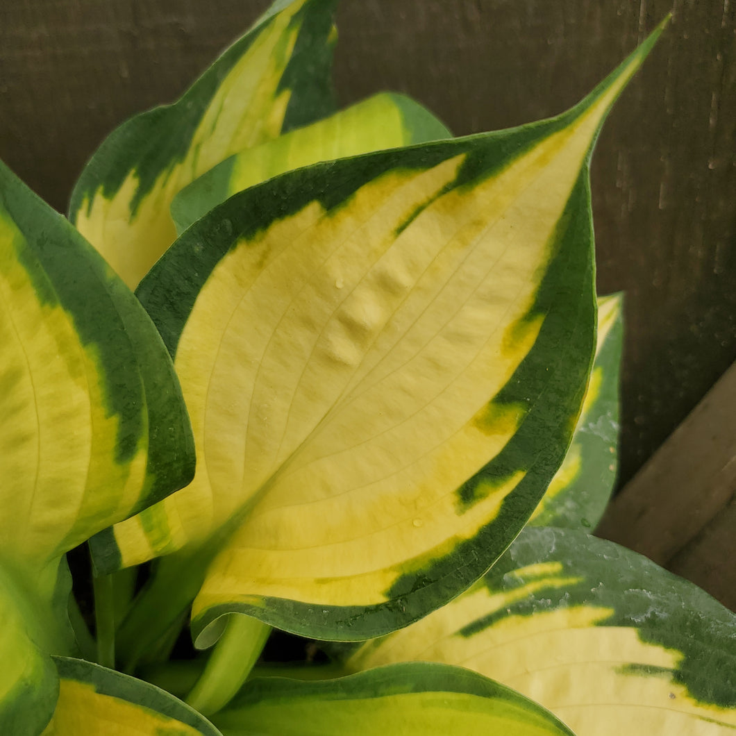 Hosta 'Forbidden Fruit' - Forbidden Fruit Hosta