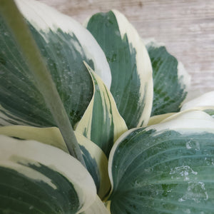 Hosta 'Firn Line' - Firn Line Hosta