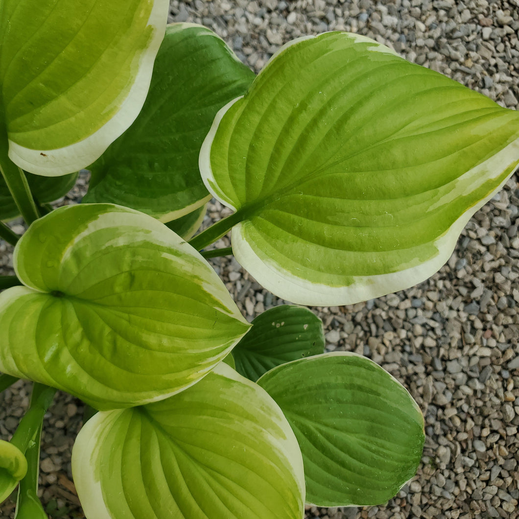 Hosta 'Frozen Margarita' - Frozen Margarita Hosta