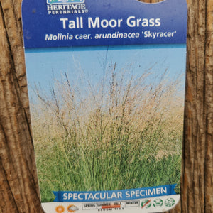 Molinia caer. arundinacea 'Skyracer' - Tall Moor Grass