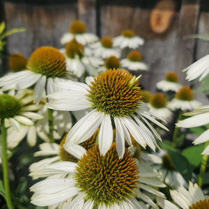 Echinacea Sombrero® 'Blanco' - Sombrero® Blanco Echinacea