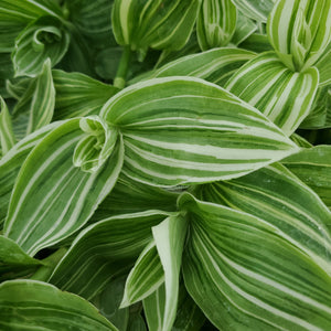 Tradescantia zebrina - Zebra White Inch Plant