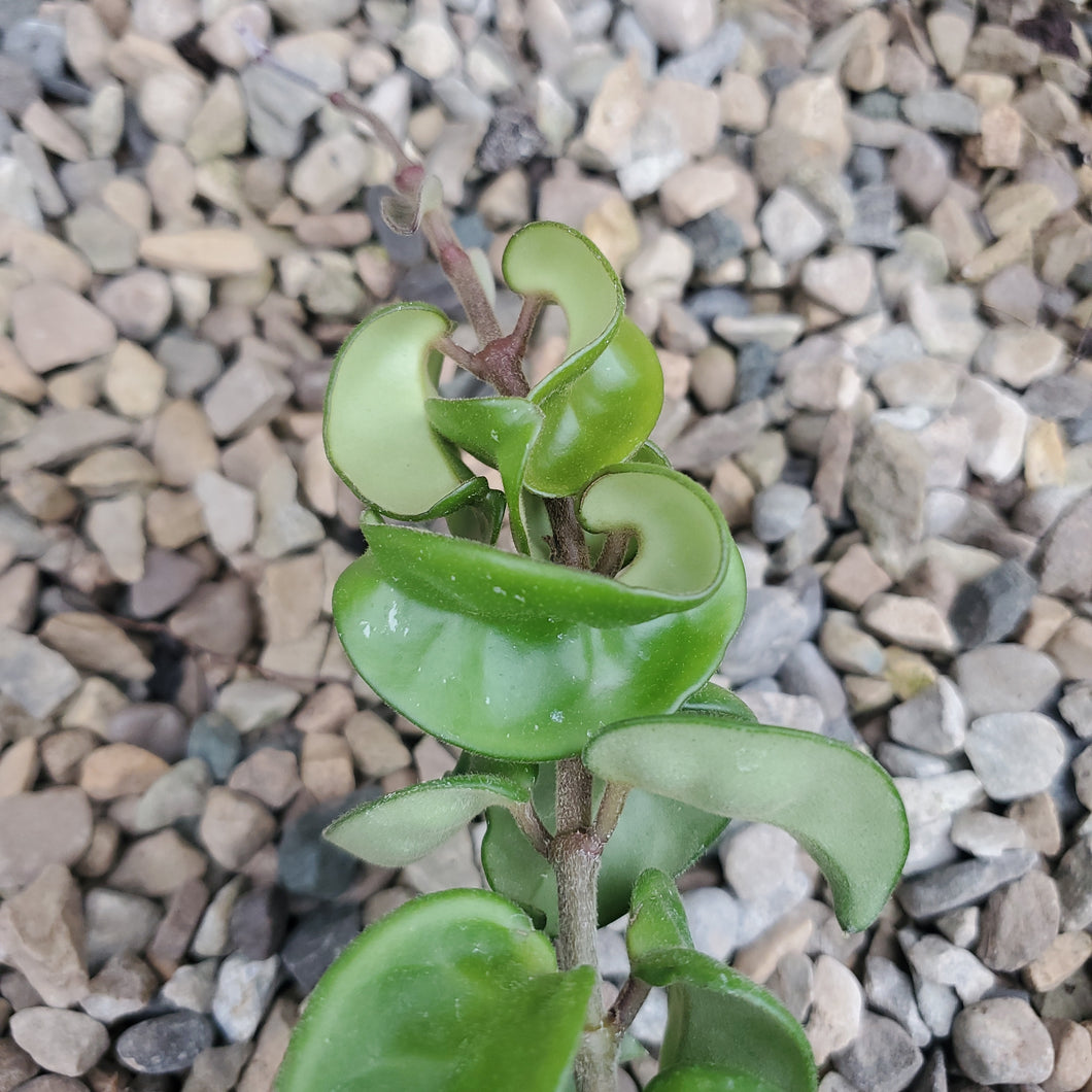 Hoya - Assorted