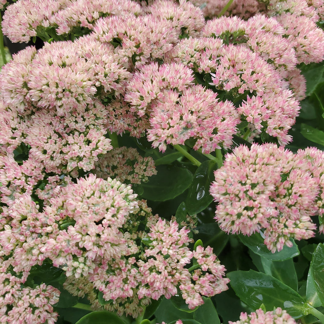 Sedum 'Autumn Joy' - Autumn Joy Stonecrop