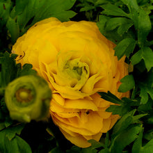 Load image into Gallery viewer, Ranunculus, Sprinkles
