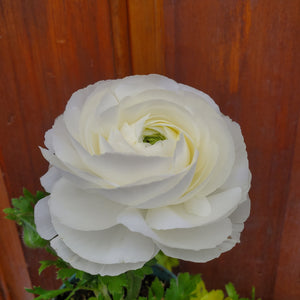 Ranunculus, Sprinkles