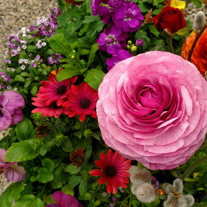 Ranunculus, Sprinkles