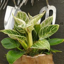Load image into Gallery viewer, Philodendron &#39;Birkin&#39;

