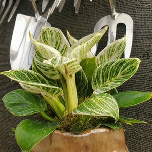 Philodendron 'Birkin'