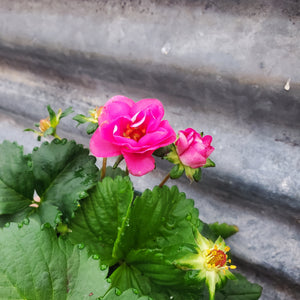 Strawberry - Summer Breeze Cherry