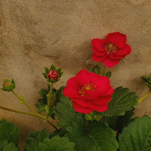 Fragaria ananassa - Berried Treasure® Strawberry