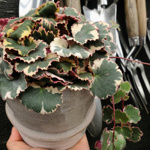 Saxifraga stolonifera 'Variegata' - Variegated Strawberry Geranium
