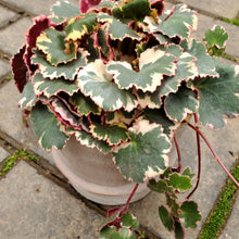 Load image into Gallery viewer, Saxifraga stolonifera &#39;Variegata&#39; - Variegated Strawberry Geranium
