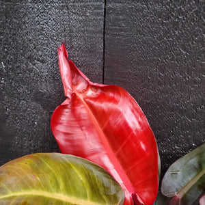 Prismacolor™ Sun Red Philodendron
