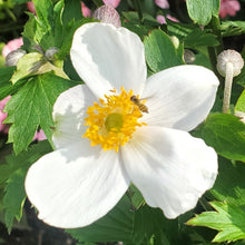 Load image into Gallery viewer, Anemone × hybrida &#39;Elfin Swan&#39; - Elfin Swan Anemone (Windflower)
