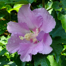 Load image into Gallery viewer, Hibiscus x &#39;Rosina&#39; - Pollypetite  Rose of Sharon
