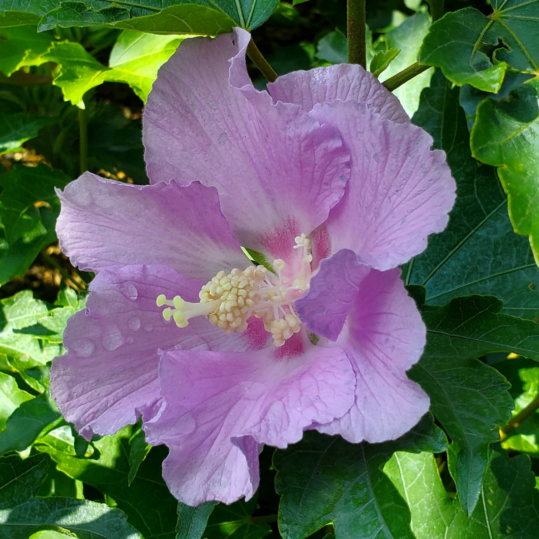Hibiscus x 'Rosina' - Pollypetite  Rose of Sharon