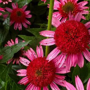 Echinacea 'Delicious Candy' - Delicious Candy Coneflower