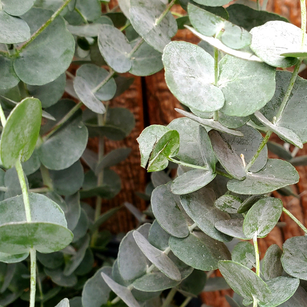 Silver Dollar Eucalyptus