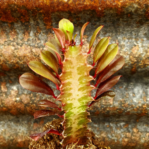 Euphorbia trigona rubra